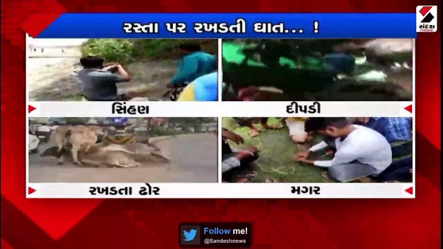 ઢોરનો ત્રાસ, જનતા પરેશાન| જંગલનો રાજા રસ્તા ઉપર, પાણીનો મગર ગામમાં