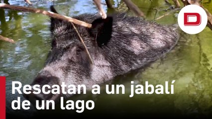 Bomberos y Agentes Forestales rescatan a un jabalí de un lago