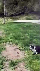 Animal Funny Videos: Funny Animal's | Thug Tohid #shorts