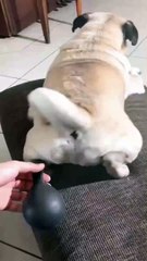 Animal Funny Videos: Funny Animal's | Thug Tohid #shorts