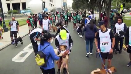 "Mascotón" in Peru: Hunde laufen mit ihren Menschen durch Lima