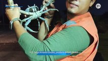 Earth Mission rescata aproximadamente 3 mil cangrejos azules en un día