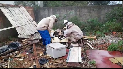 Defesa Civil realiza remoção de abelhas no Cascavel Velho