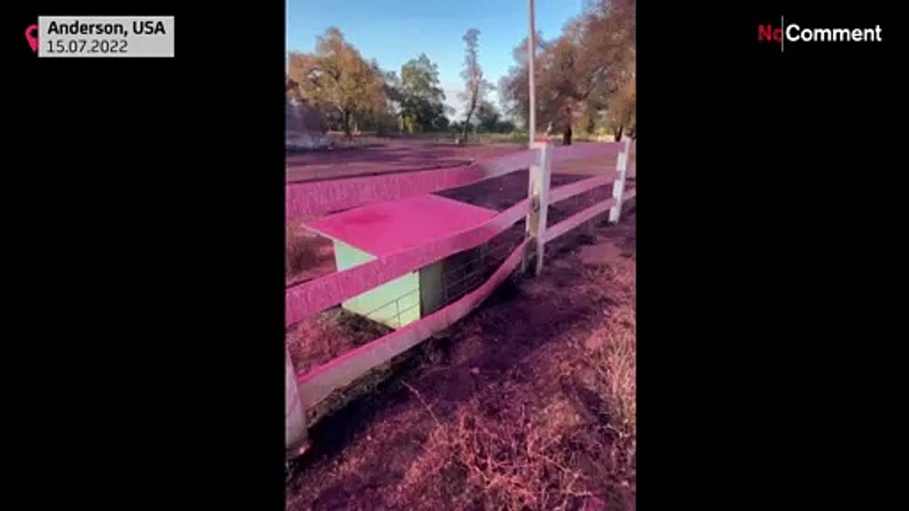 Schildkröten retten sich vor Feuer