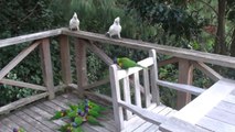 Different Kinds of Wild Birds Mingle With Each Other While Resting in Person's Balcony