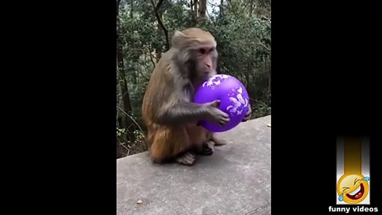 Funny shorts #1