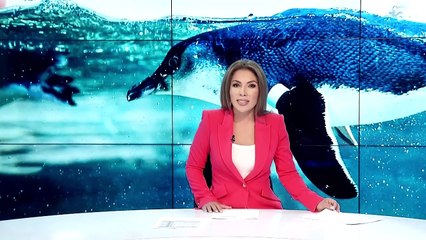 Conoce los nuevos inquilinos del acuario Birch ¡son pingüinos azules!
