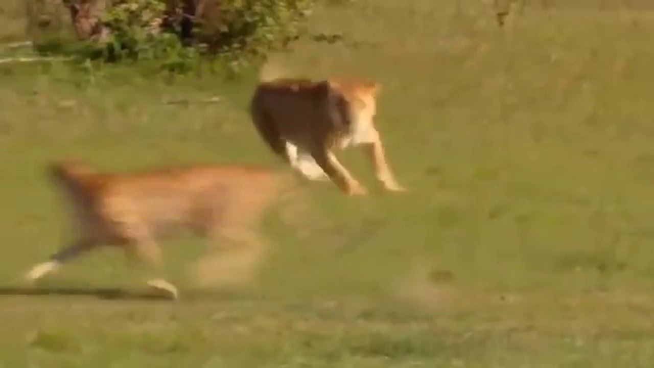Touching_Story_!_Lion_Becomes_Gentle_To_Adopt_Cheetah's_Cubs_-_Cheetah_Vs_,Oryx HotGirlXxxxx