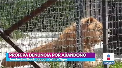Profepa presenta denuncia contra la fundación Black Jaguar-White Tiger