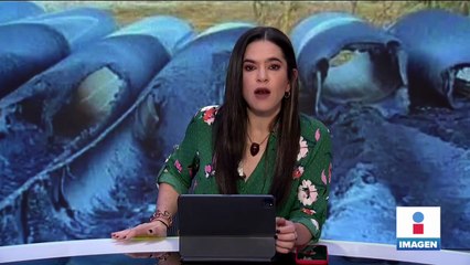 Hallan cuerpo de ballena blanca en las costas de Victoria