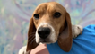 4,000 Beagles Rescued From Virginia Breeding Facility