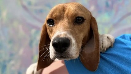 4,000 Beagles Rescued From Virginia Breeding Facility