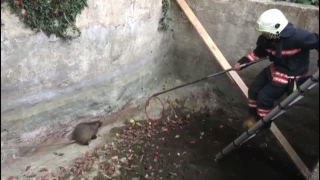 Su kuyusuna düşen porsuk itfaiye ekiplerince kurtarıldı