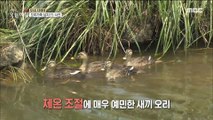 [INCIDENT] Why did the duck family come to the shelter?, 생방송 오늘 아침 220719