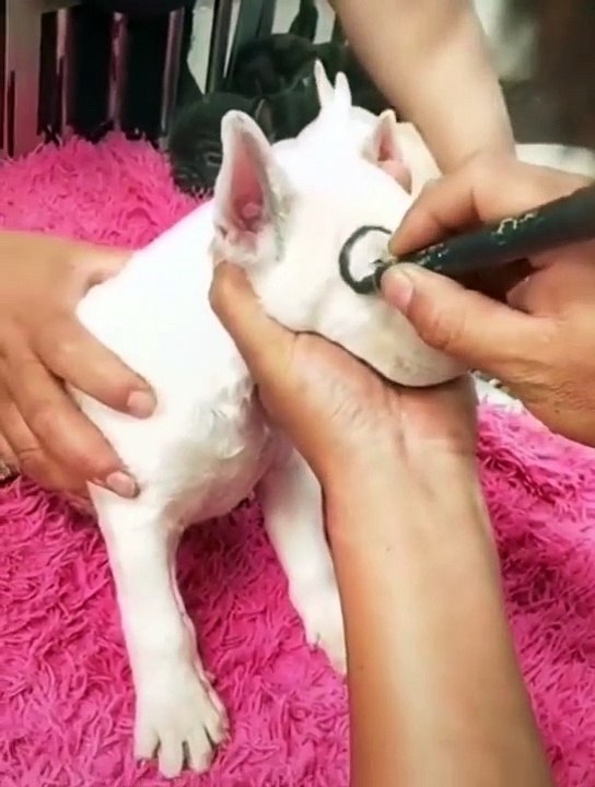 Attack Of The Funny Dogs  The Best Videos About Dogs Part -3
