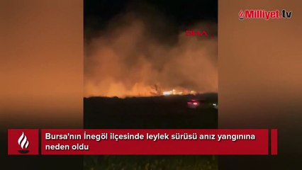 Leylek sürüsü anız yangınına neden oldu