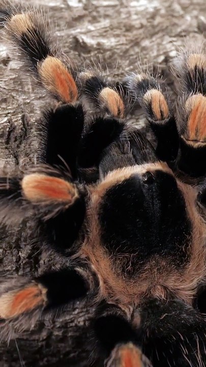 black and orange tarantula walking. The Mexican fireleg resembles its better-known relative, the Mexican redknee tarantula (Brachypelma hamorii), in its dramatic orange and black coloration, though the adults