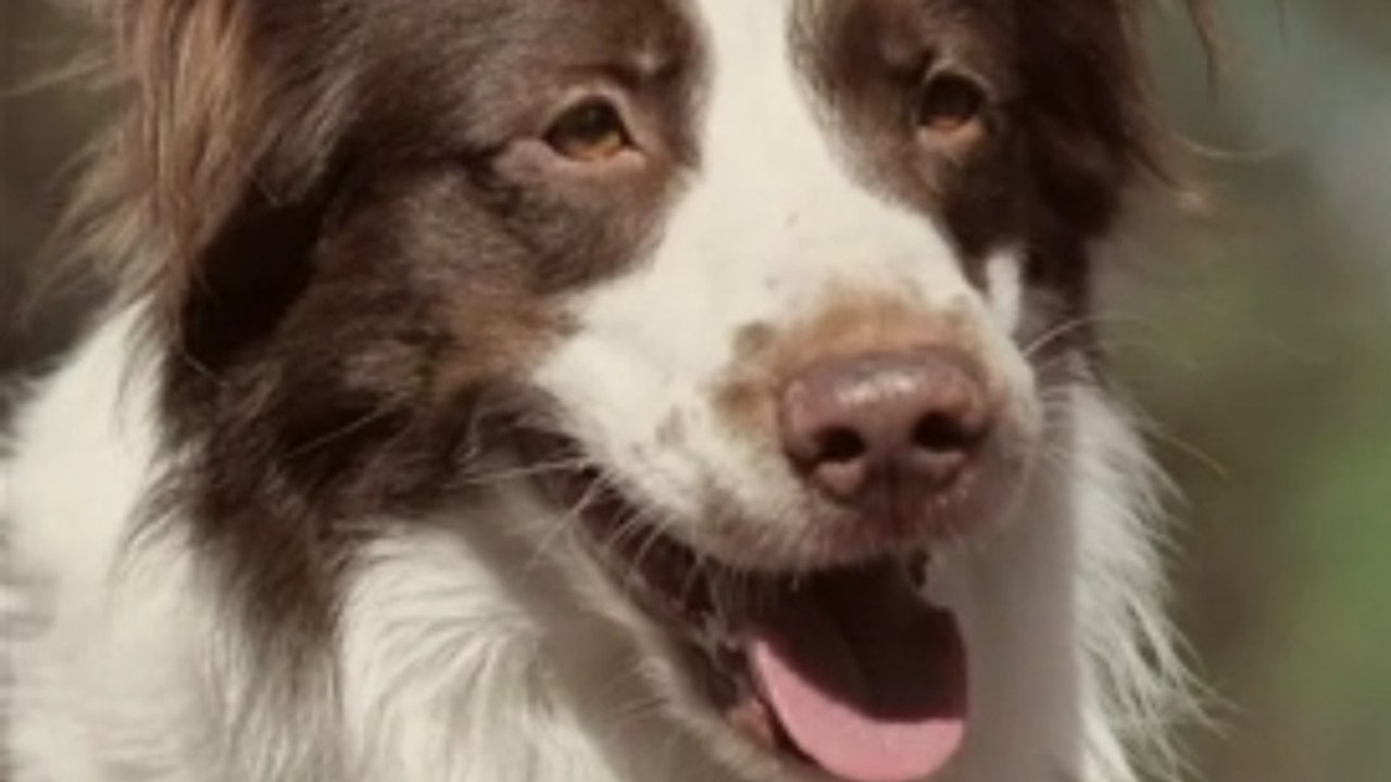 panting dog awaits for his master