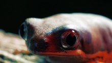 red frog on a log waiting to catch something