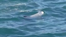 Decenas de delfines chapotean en el puerto chileno de Valparaíso