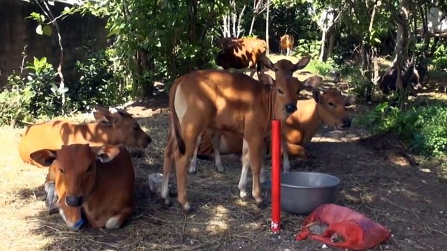 Farmers in Western Australia prepare for foot and mouth disease outbreak