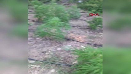 Son dakika gündem: İZMİR'DE JANDARMANIN UYUŞTURUCU OPERASYONLARINDA 23 GÖZALTI