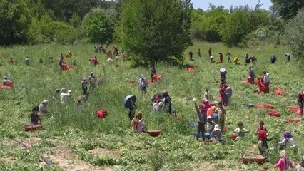 AFYONKARAHİSAR - Yüksek rakımlı arazilerde yetişen "balon" bezelyesinde rekolte yükseldi