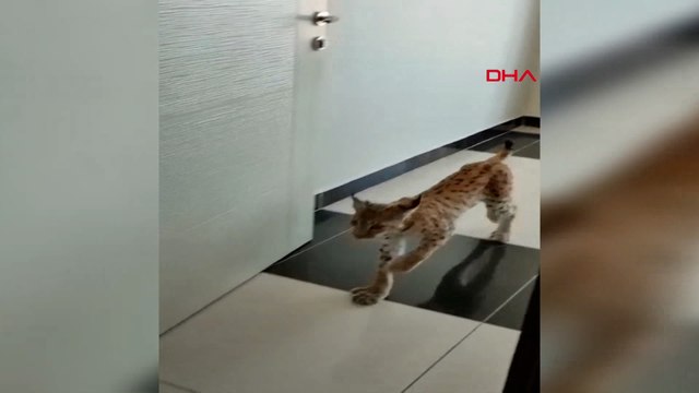 Nesli tehlike altındaki vaşak iş yerine girdi; o anlar kamerada