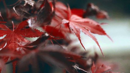 23.Video created for kids: false