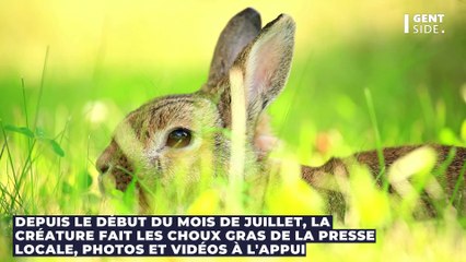 Un terrifiant lapin à "tentacules" découvert aux États-Unis