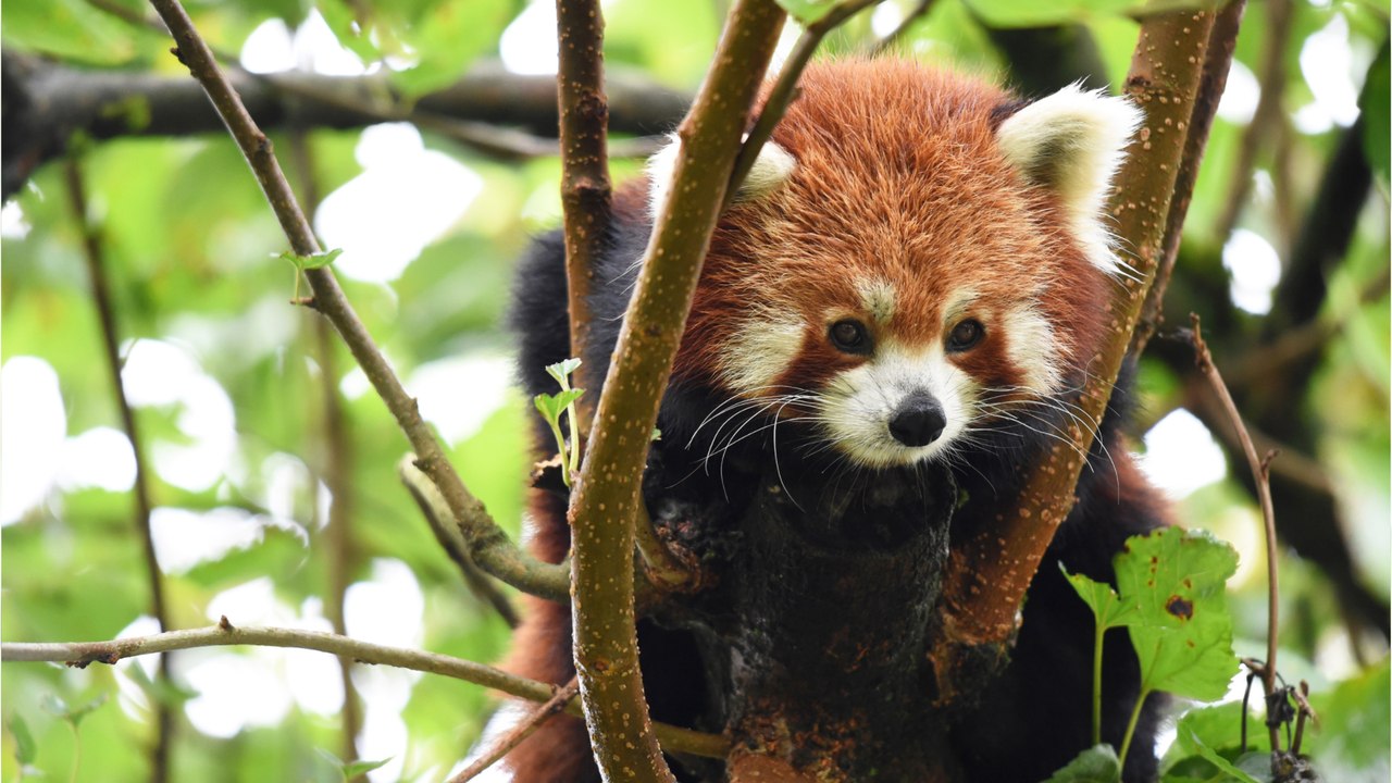 Où seront évacués les 1000 animaux du zoo du Bassin d’Arcachon, menacés par les flammes en Gironde ?