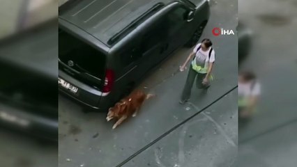 "Ellerin kırılsın hayvan" Küçükçekmece'de köpeğe yaptığıyla dehşete düşürdü