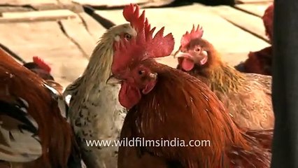 Locally bred live chicken on sale at Senapati bazaar, Manipur