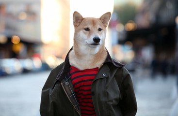 Menswear Dog, The Chic Shiba: Pet Pooch Models Designer Fashion