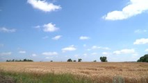 Ukrayna'nın Luhansk bölgesinde, Rus güçlerinin kontrolü altındaki tarım alanları havadan görüntülendi