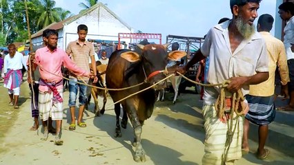 ভাই কত নিলো Bhai Koto Nilo