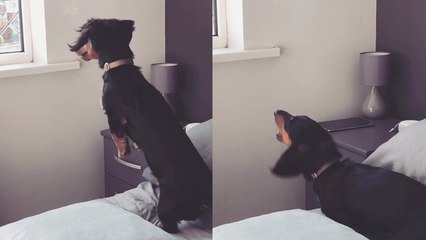 'Cute little dachshund's first-ever interaction with butterfly is ADORABLE'
