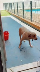 Diogo Amaral mostra estrados da cadela em casa