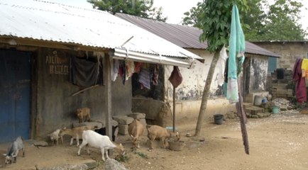 WHO bestätigt erste Fälle des lebensgefährlichen Marburg-Virus