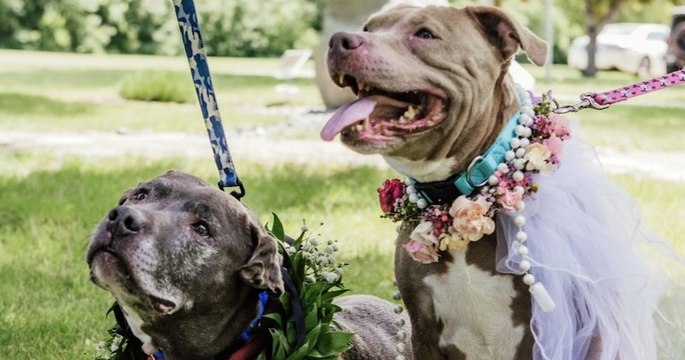 Dans ce refuge, le personnel organise le mariage symbolique de deux chiens âgés afin qu'ils puissent être adoptés ensemble