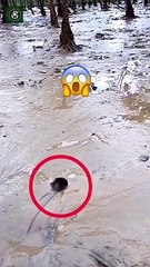 Exotic Animals - waooo