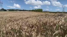 Kaynarca'da 5 bin ton buğday hasadı yapıldı