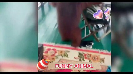 Funny Animal Videos 2022 ,  Funniest cute Cats And Dogs Videos  #03