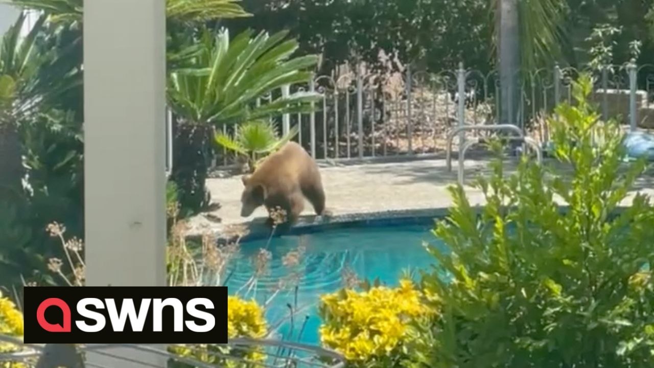 Huge brown bear goes for a dip in woman's swimm...