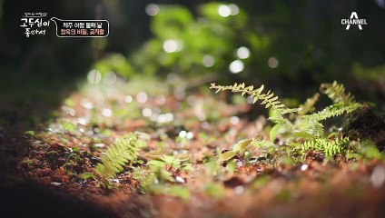 ★아재 감성 폭발★ 제주도 사람도 모르는 창욱만의 보물 장소! 선흘 곶자왈