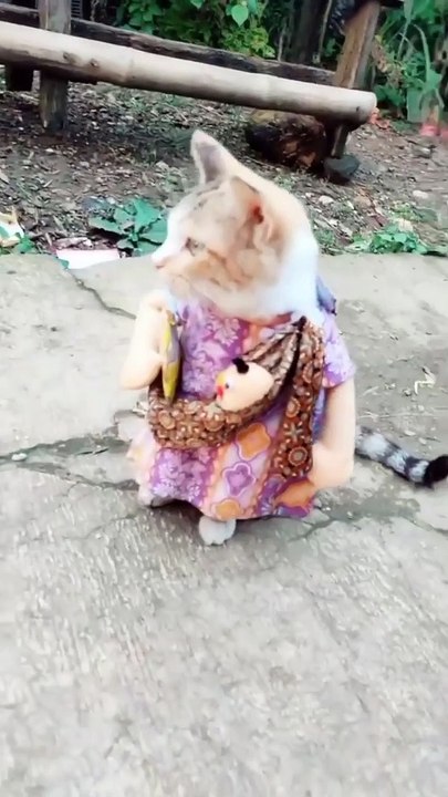 Funny Cat Videos