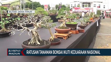 Ratusan Tanaman Bonsai Ikuti Kejuaraan Nasional