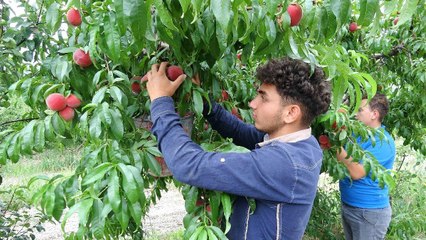 Şeftali bahçede 2 liraya kadar düştü
