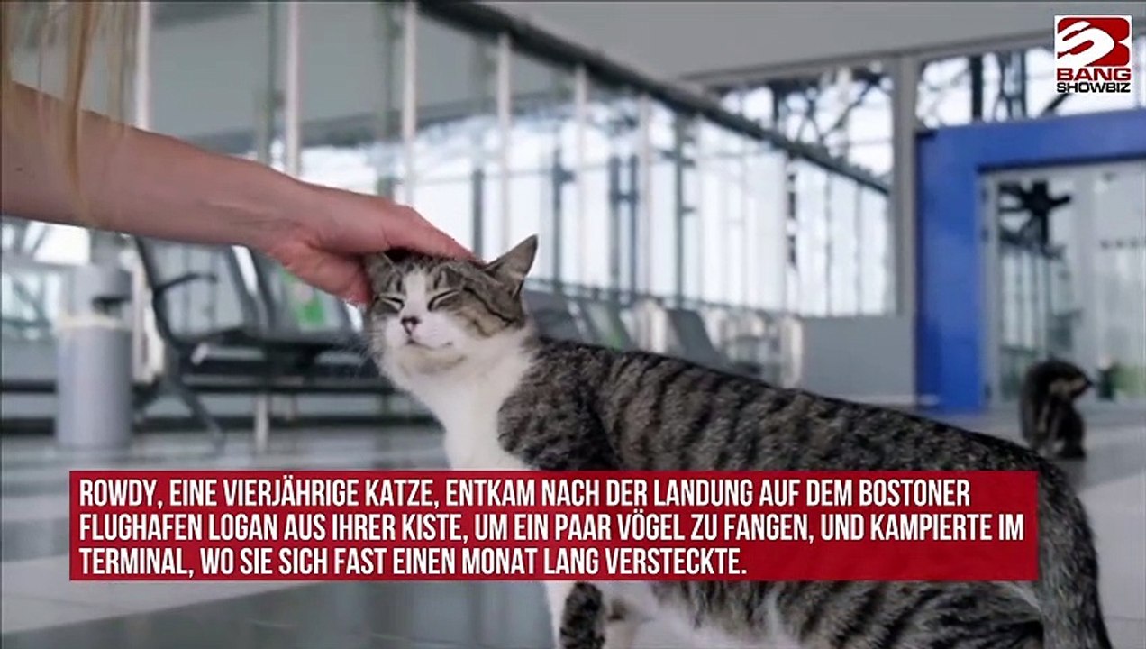 Katze nach dreiwöchigem Aufenthalt auf einem US-Flughafen eingefangen