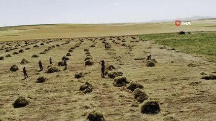 Toprağın emekçileri kavurucu sıcaklar altında ter döküyor